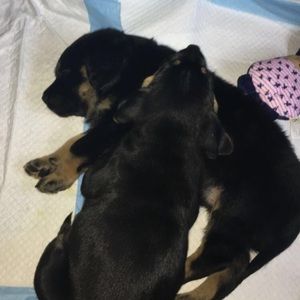 Meet your Posher, Eva